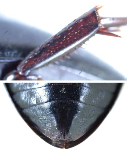 Ilybius quadriguttatus